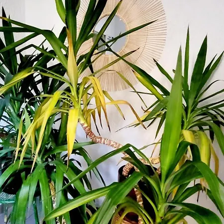 Kokosek Goscinne Mielno (Koszalin)