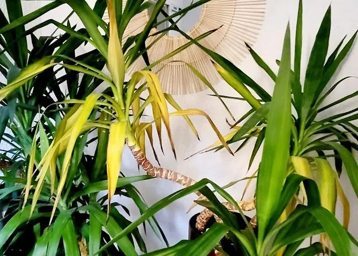 Kokosek Goscinne Mielno (Koszalin)